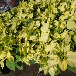 Poinsettias 4.5 Inches 