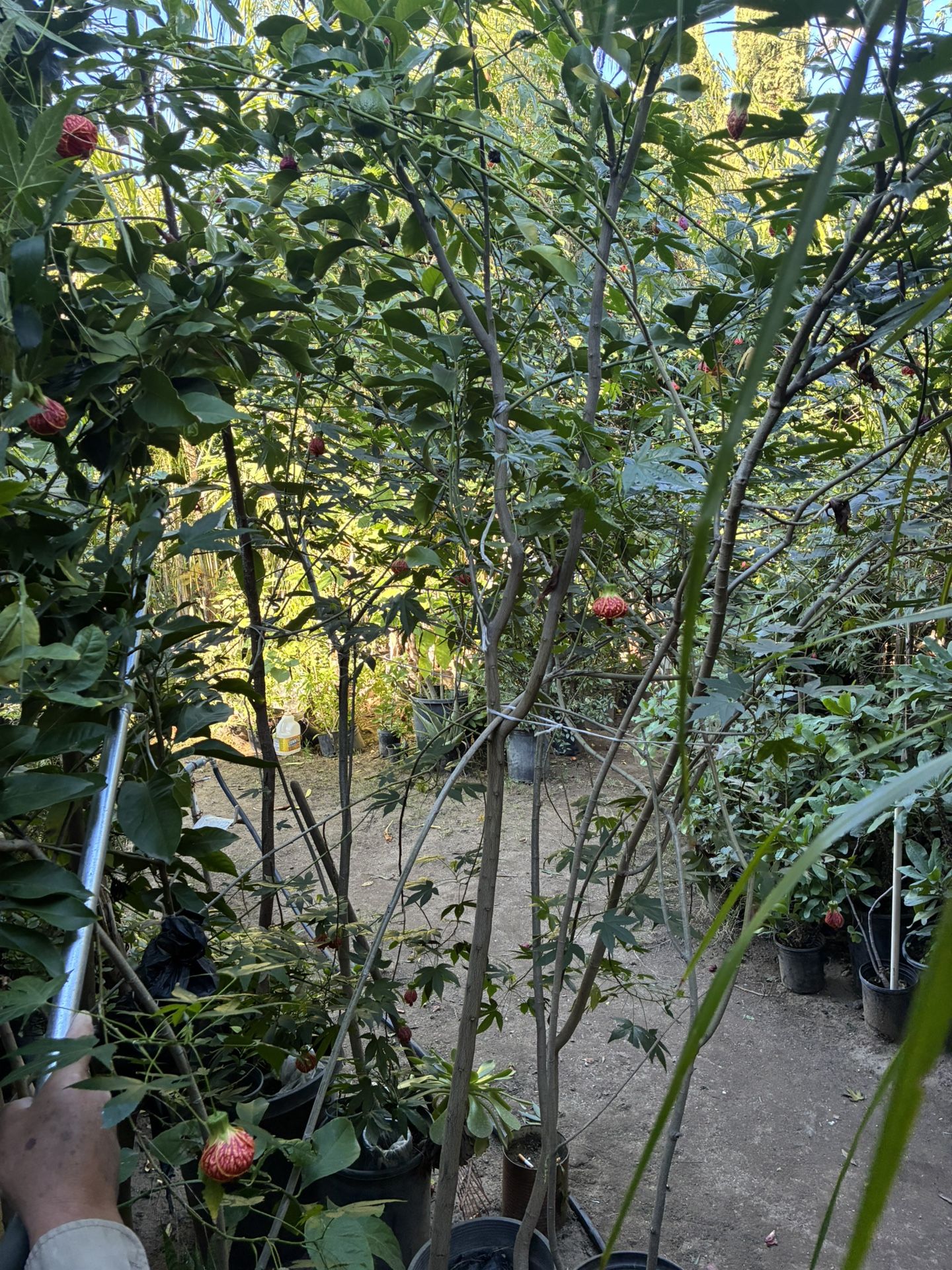 Meyer Lemon Tree ๐