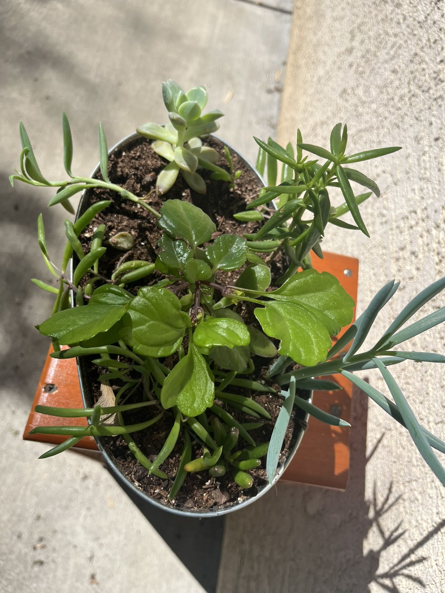 Succulents Arrangement On Sale $15