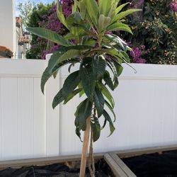 3rd Year Healthy And Robust Loquat Tree Suckers (May Fruit Soon If Transferred To Ground)