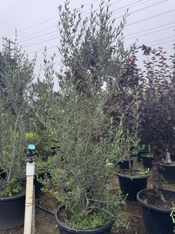Multi Trunk 25gal Olive Tree 