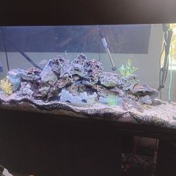 100 gallon aquarium,,,stand, canopy,,