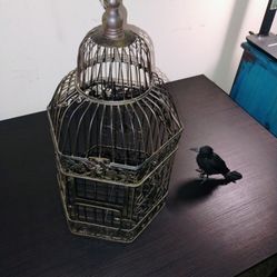 Cage and Crow