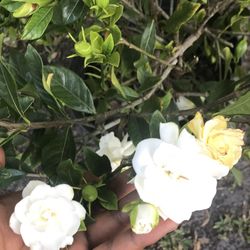 Vichi Gardenia 