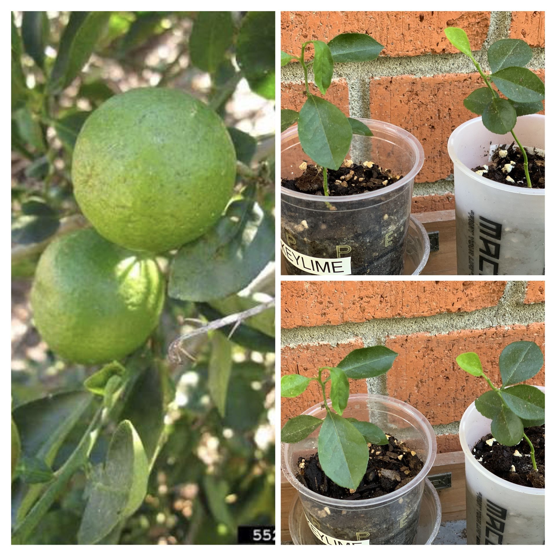 $15 Each Rare Giant Key Lime Fruit Tree Live plant 1 Gallon Pot Seedlings Cash only