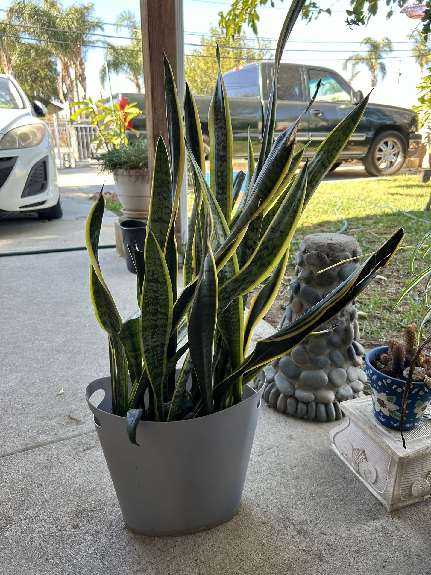 Snake Plant PICK UP IN JURUPA VALLEY