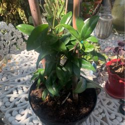 Hoya Carnosa Plant  2 Gallons Container.