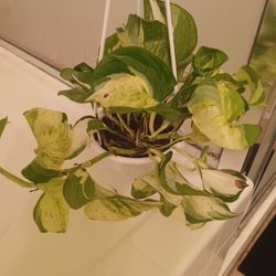 Manjula Pothos Plant 🪴 😍 
