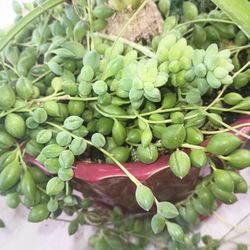 Arrangement Succulents And Elefant Foot.