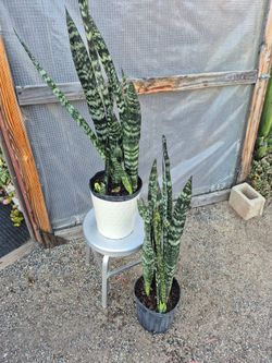Snake Plants 10" Pot