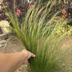 Decorative PonyTail Feather Grass Stipa
