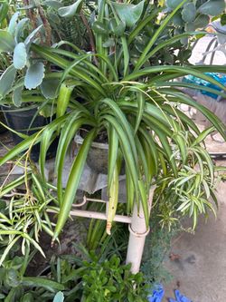 Planta millonaria y otras plantas