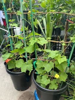 Mini Cucumber or Sponge Gourd