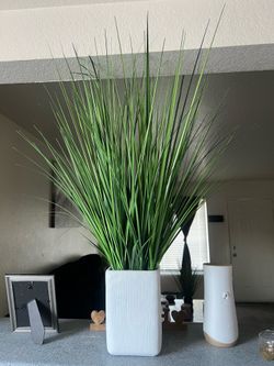 Decorative plant
