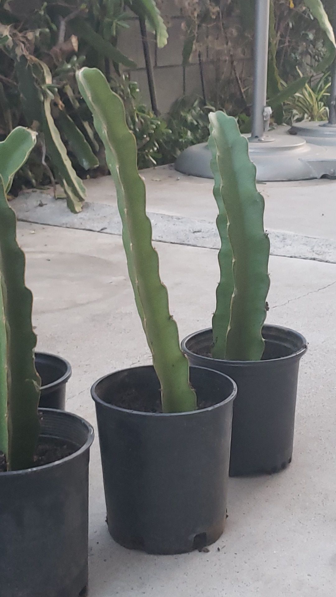 Dragon fruit plant cuttings