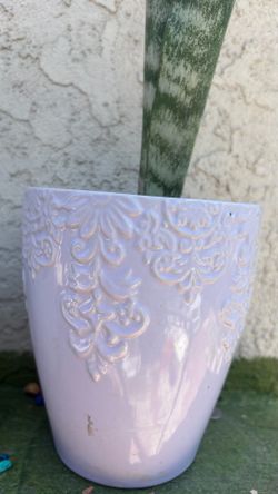 snake plant