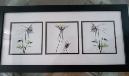 Floral Radiography X-ray Art Framed
