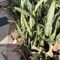 Snake Plants And Blooming Cactus