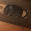 Bob