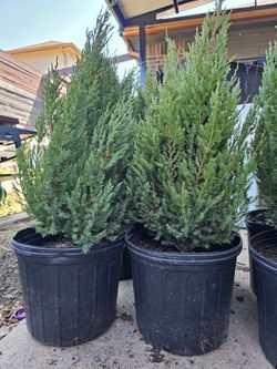 Blue Point Junipers 3 Gallon $35