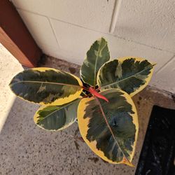 Variegated Rubber Plant (Ficus Tineke) w/ Blue Planter 🌿