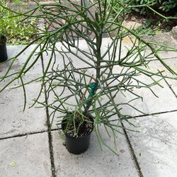 Pencil Cactus.  In 1 Gallon Pots.  Over 2’ Tall.  2 Available