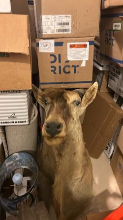 Large animal mount