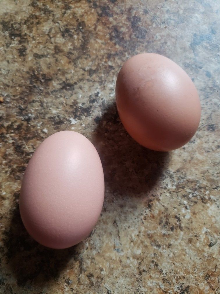 Fresh Brown Eggs