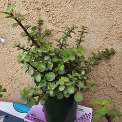 (Elephant Bush Succulants $2.00each) All Sold &  More Coming 