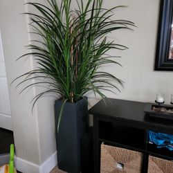 Green Plant