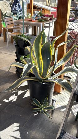 Large Variegated Agave Plant in Pot