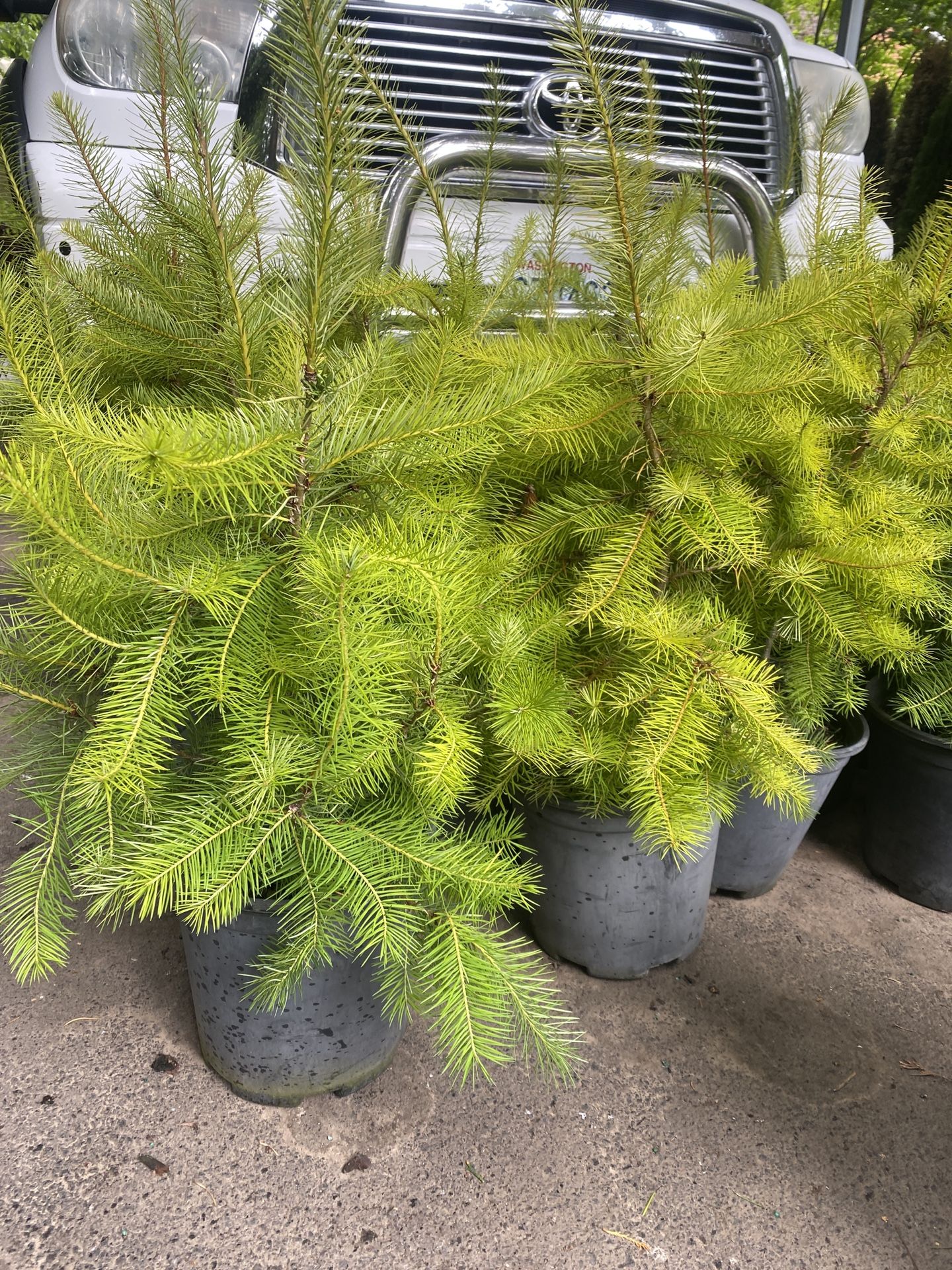 Douglas Fir Trees —