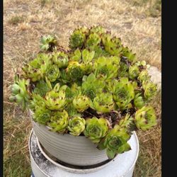 Beautiful, Large Hens And Chicks Displayed In White Ceramic Pot