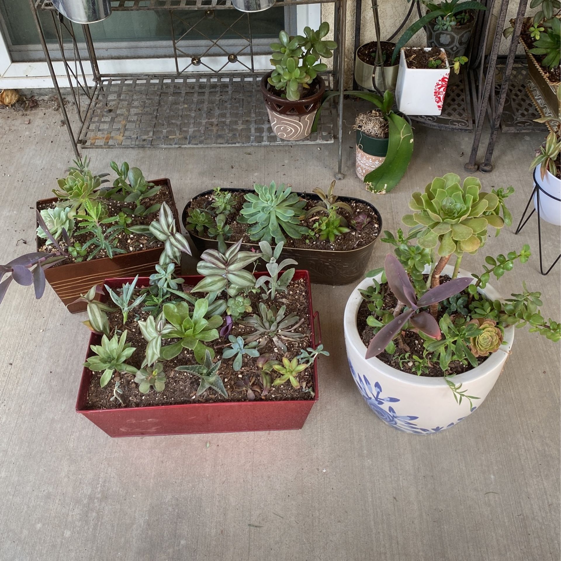 Beautifully Potted Succulents