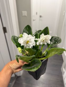 Crystal White African violet plant in pot blooming large