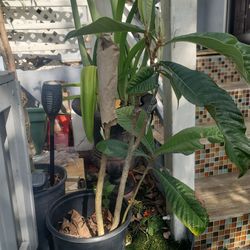 Loquat plant grafted with very high quality fruit verity