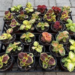 Beautiful Coleus in 4" Pots