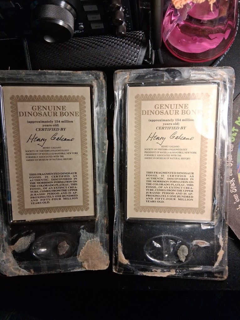 Genuine Dinosaur Bone Certified By Henry Galiano