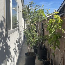 Grafted sapodilla ( big rootstock; 3 varieties in 1 plant; butterscotch, alano, molix)