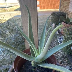 Sábila Con Varios Hijuelos, Aloe Vera En Maceta De Plástico 