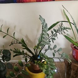 Zz plant