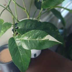 Epipremnum Pinnatum Albino