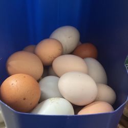 Fresh Backyard Chicken And Duck Eggs