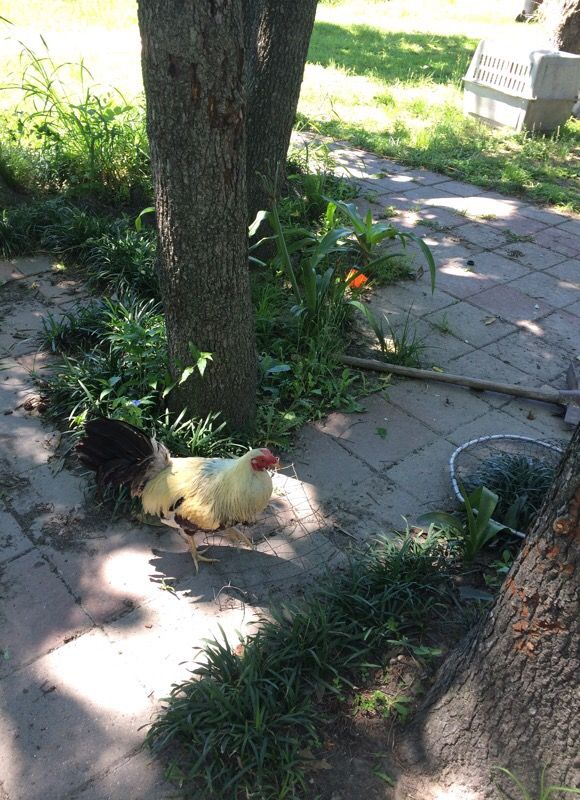 Frost grey gamefowl for sale