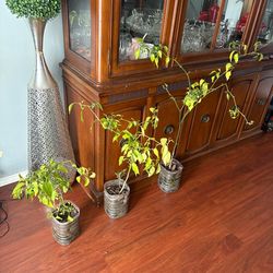 3 grown Serrano with tomatoes plants