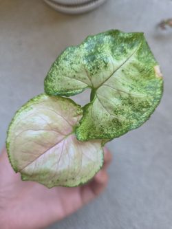 Plant