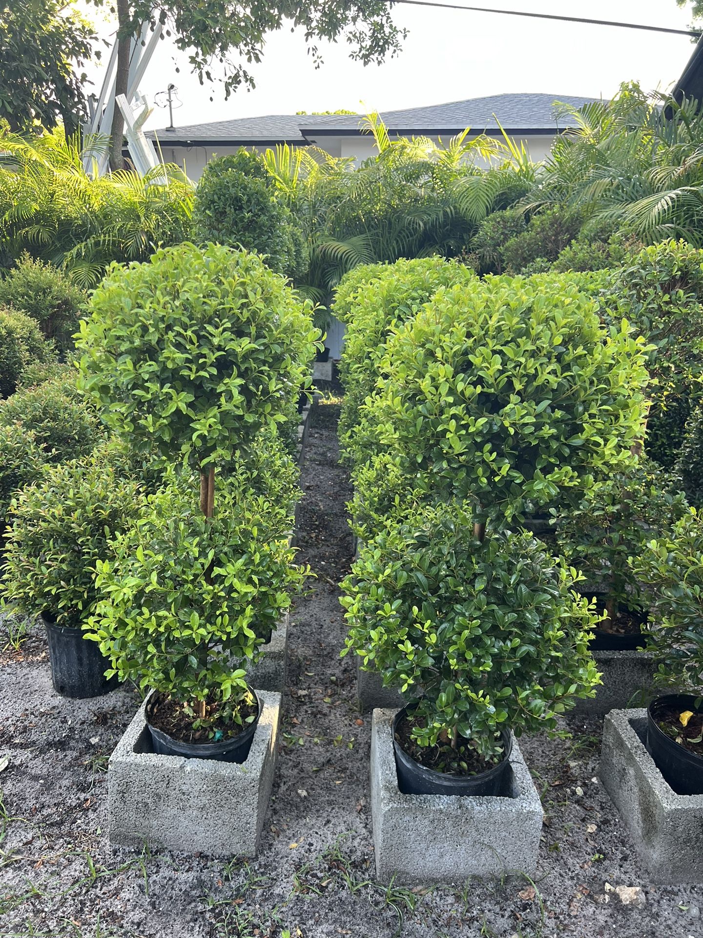 Double Ball Topiary In 3 gls Pot. $25 Each. SPECIAL PRICE 🤩