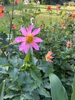 Flower seeds collection for Spring Garden!!