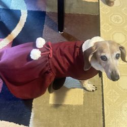 Dog Petticoat 