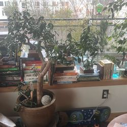 Large Jade Plant (about 3 Ft Tall)